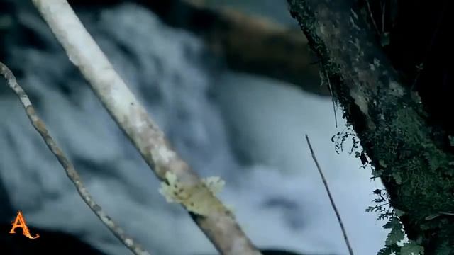 JESSE GALLAGHER "THE BLUE PEARL" смотреть онлайн