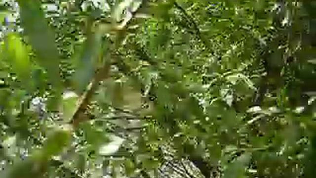 Где растет лоза или ива 05.MOV смотреть онлайн