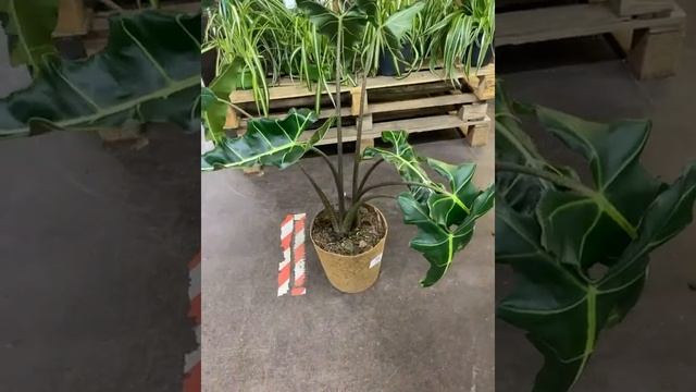 Алоказия Макрориза Кокос 24/100 смотреть онлайн