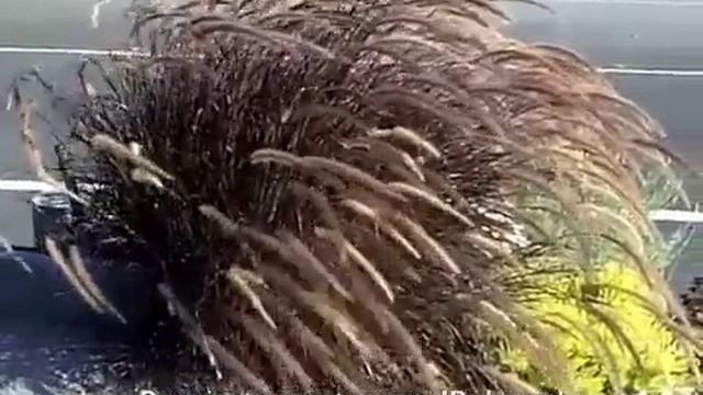 Pennisetum Setaceum 'Rubrum' - Red Fountain Grass