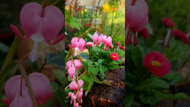 Dicentra Spectabilis ('Bleeding Heart') Just love this colourful, pendular, graceful perennial. смотреть онлайн