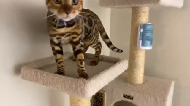Бенгальские котики Алиса, Афина и Амур в новом доме в США смотреть онлайн