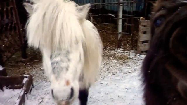 Пони хотят кушать) смотреть онлайн