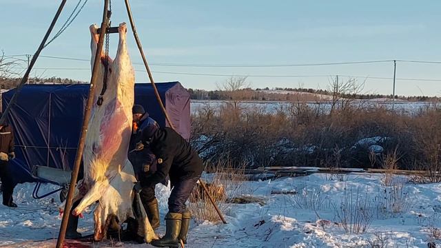 соғым сою, мүшелеу, Ақмола облысы смотреть онлайн