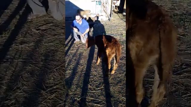 Спасенный телёнок (недоношенный) и новорожденная айширская тёлочка. Растим телят смотреть онлайн