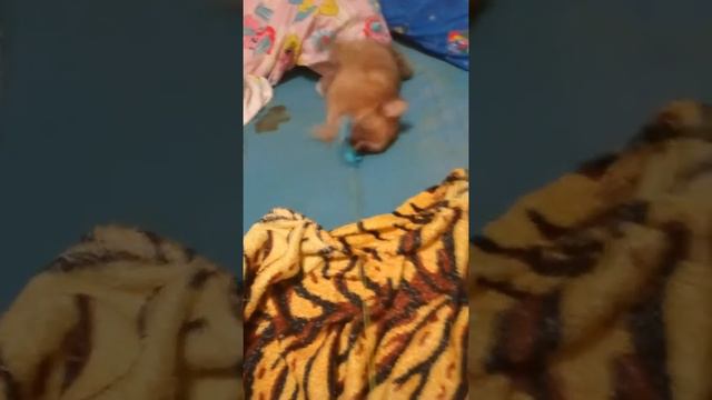 Реакция моей собаки на игрушки своими руками! смотреть онлайн