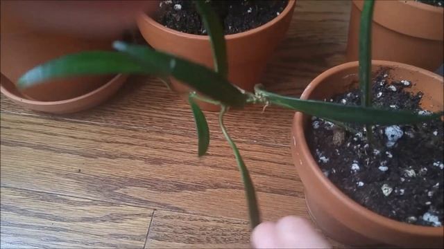 New Hoya plants from Flora Exotica смотреть онлайн