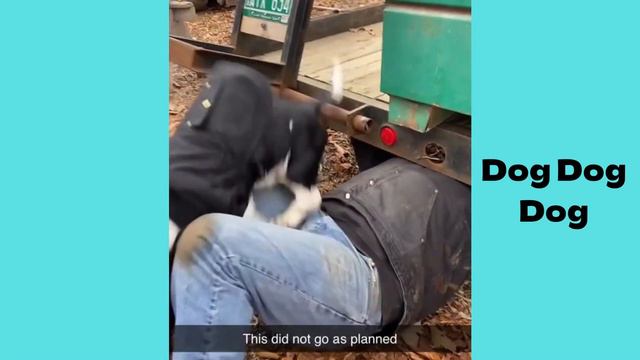 Basset Hound | Funny And Cute Dog Video Compilation In 2023.