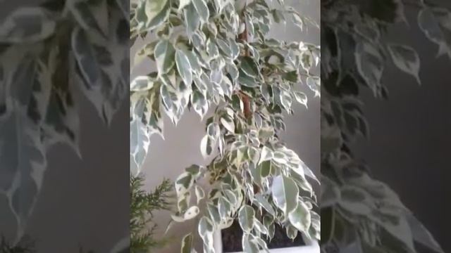 Комнатные цветы. Мой первый опыт. Удобрение Банан Гранат Цитрусовые смотреть онлайн