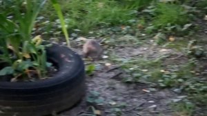 Отстрел крыс