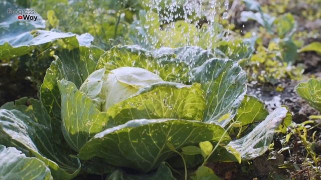 ОТ ЭТОГО КАПУСТА РАСТЁТ НА ГЛАЗАХ БЕЗ ВРЕДИТЕЛЕЙ И БОЛЕЗНЕЙ! ПОДКОРМКА И ЗАЩИТА КАПУСТЫ смотреть онлайн