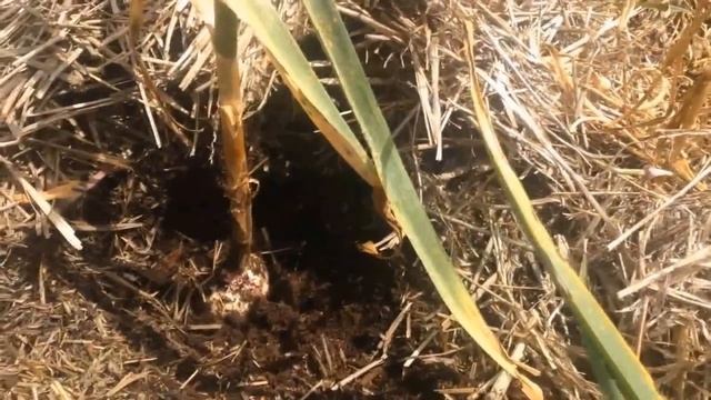 ВЫРАЩИВАНИЕ ОЗИМОГО ЧЕСНОКА. (КАК ПОСАДИТЬ, КАК УХАЖИВАТЬ, КОГДА УБИРАТЬ, КАК ХРАНИТЬ смотреть онлайн