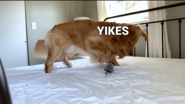 My Dog Reacts to Giant Mouse смотреть онлайн