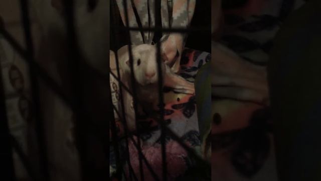 My Piggy Princess смотреть онлайн