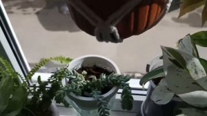 ? Нематантус, черенки и не только.? Другие жители одного подоконника.