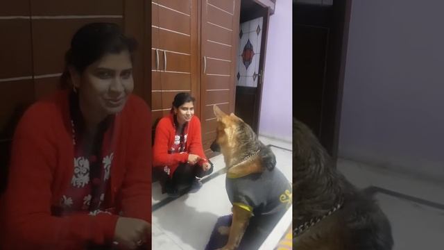 Simba the Dog. Tried to Lick Dr Disha's Hand then he was asked what he did. смотреть онлайн