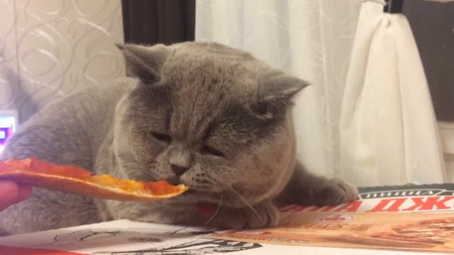 Кот ест пиццу смотреть онлайн