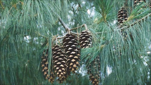 Odcinek #130 Sosna himalajska (Pinus wallichiana, Pinus griffithii) i jej odmiany смотреть онлайн