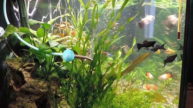 Углекислый газ из рябиновой ветки смотреть онлайн