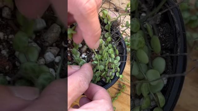 String of Turtles (Peperomia Prostrata) Repot #succulents смотреть онлайн