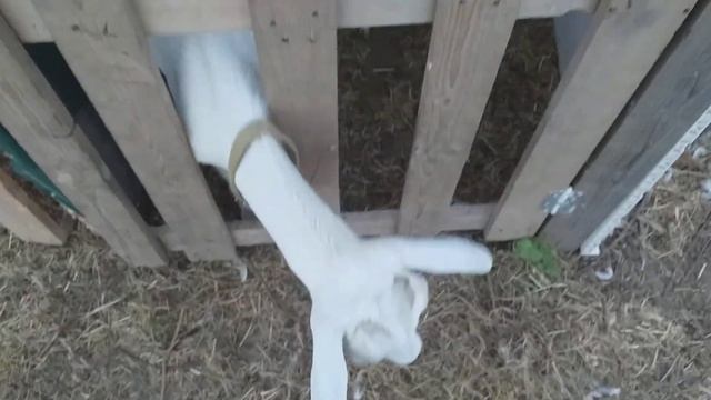 Груши козам, кормление коз летом, дробленка. смотреть онлайн