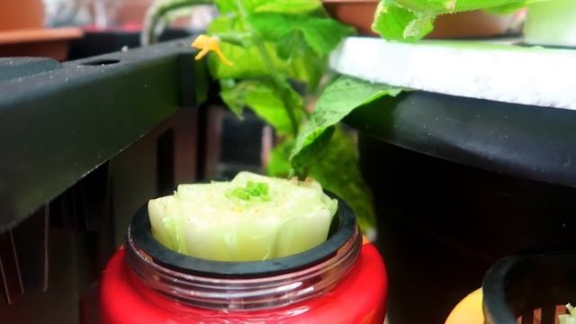 Regrow SuperMarket Lettuce Hydroponically: Bug Free and Soil Free using the Kratky Method! смотреть онлайн