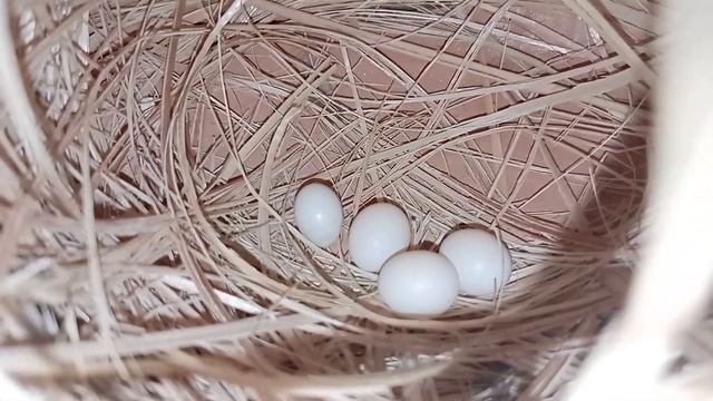 New finch or java colony ki New update /Ali jutt birds смотреть онлайн