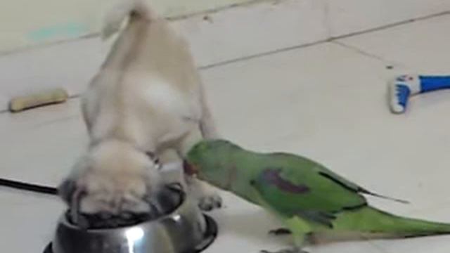 Parrot  & Pug