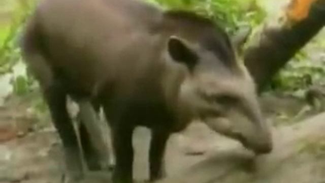 Спаривание всех животных! смотреть онлайн