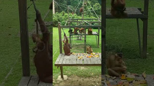 Малайзия. Malaysia. 马来西亚。 смотреть онлайн