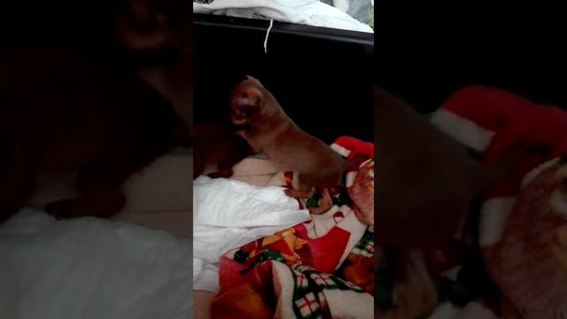 Малышкам той-терьера сегодня 28 дней смотреть онлайн