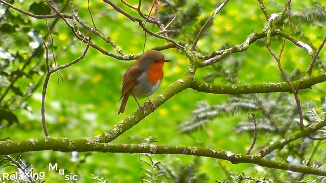 Музыка снимает стресс, бессонницу, расслабляет благодаря звукам птиц, расслабляющим звукам природы. смотреть онлайн