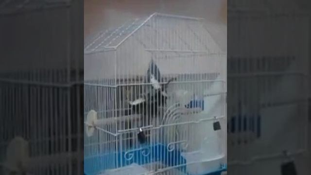 попугай корелла размножается смотреть онлайн