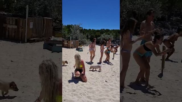 Pig Beach Bahamas смотреть онлайн