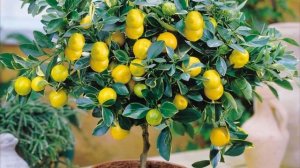 Как правильно поливать лимонное дерево в домашних условиях