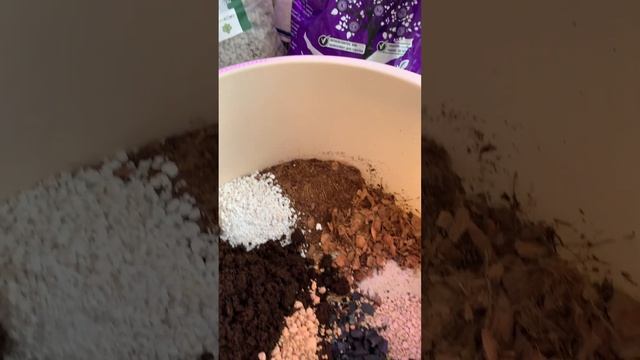 Филодендрон Рэд Сан, приготовление субстрата ?20.11.23