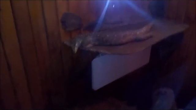 Н П Влог,поход в зоопарк! часть 2 смотреть онлайн