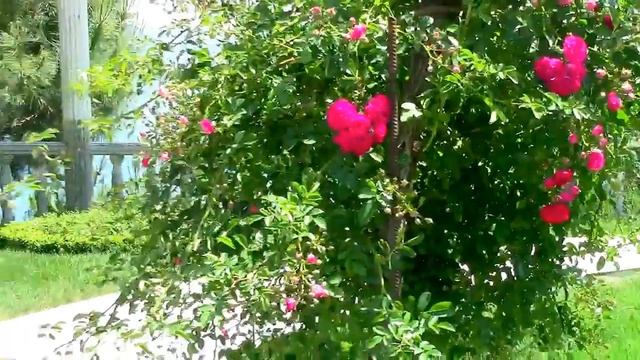 5. Крым. Партенит.Парк Айвазовского ( Парадиз). 26 мая, 2018г. смотреть онлайн