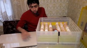 Можно ли мыть яйца перед закладкой в инкубатор.  Эксперимент