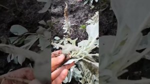 Размножение Вероники седой
