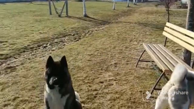 AKITOMANIA. Постановочные фото. Как их продавать? #акитомания #акита #американскаяакита #тренды2022 смотреть онлайн