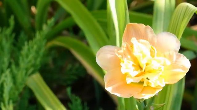 Лилейник распускается смотреть онлайн