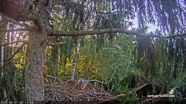 arī tukšajās ligzdās ir ko vērot. 27.06.2020 смотреть онлайн