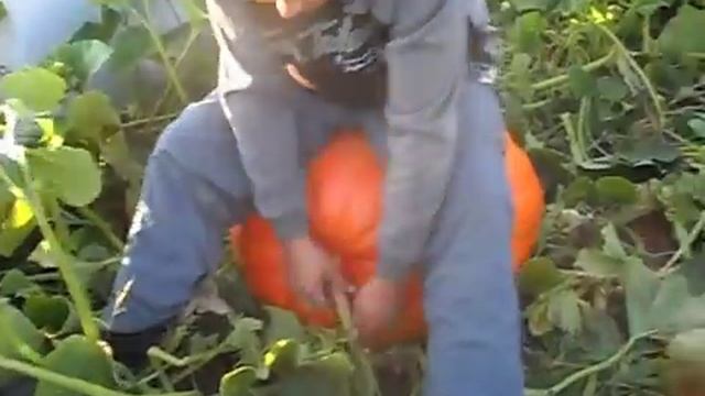 полный пипец тыква 60 килограмм смотреть онлайн