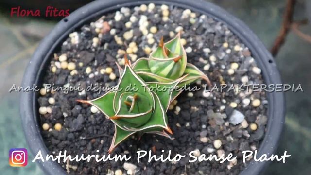 Pingui variegata lapis menor || sansevera sansevieria sanse | flonafitas | fit and joy | agogo fams смотреть онлайн