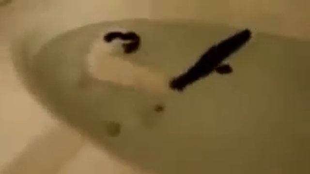 Кот водомерка! Смотреть всем! смотреть онлайн