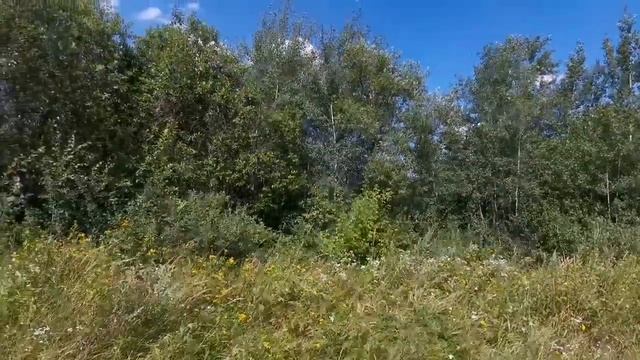Прогулка за грибами / Секретное место ? смотреть онлайн
