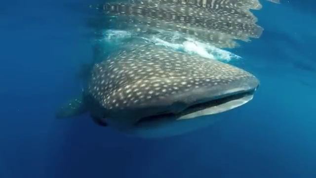 Gulf of Mexico Whale Sharks - Canaries in the Coal Mine? смотреть онлайн