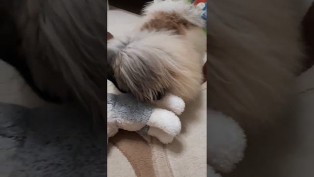 ПЕКИНЕС ДЕНДИК ИГРЫ ПЕРЕД СНОМ #shots #pekingese #пекинес #собака смотреть онлайн