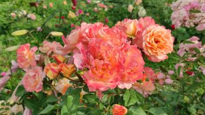 ПРЕКРАСНЕЙШАЯ ИЗ РОЗ!!!! РОЗА АВГУСТА ЛУИЗА Augusta Luise от Тантау. КОРОЛЕВА МОЕГО САДА.#розы2022